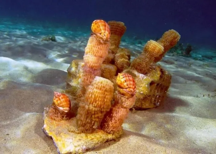 Regina 3* Marina di Gioiosa Ionica