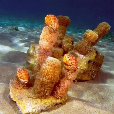 蕾佳娜住宅酒店 3* 玛里纳吉尔萨罗