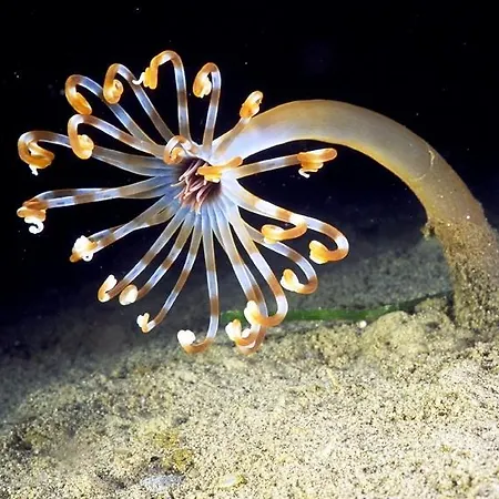 Regina 3* Marina di Gioiosa Ionica