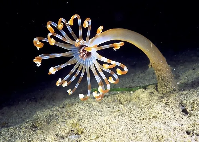 蕾佳娜住宅酒店 3* 玛里纳吉尔萨罗